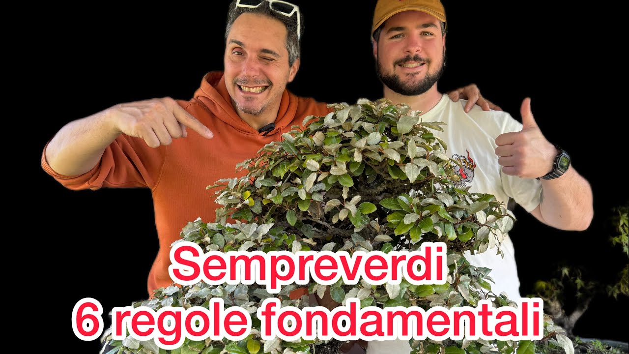 Potatura Sempreverdi 6 regole fondamentali