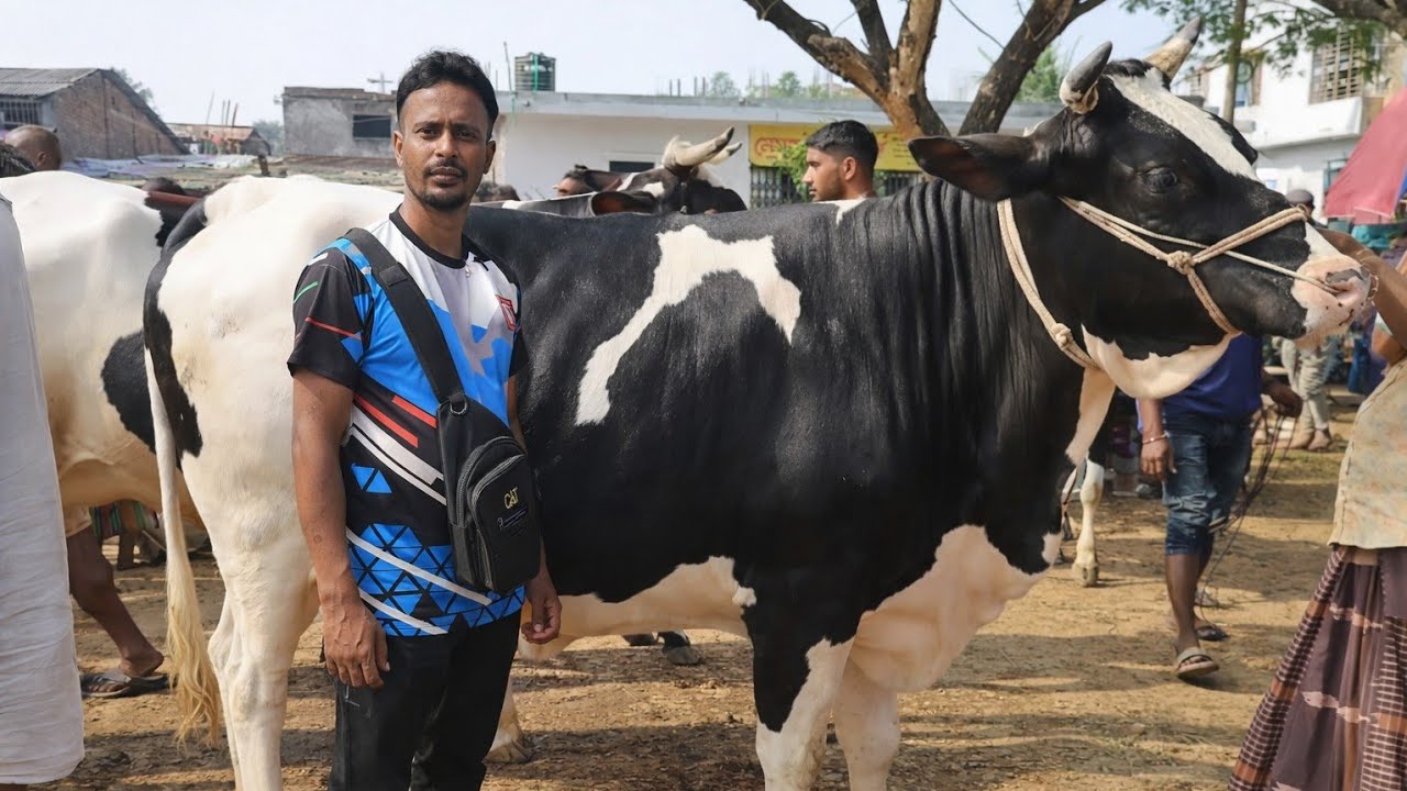 কম দামে দুধের গাভী 🔥 | ইশ্বরদী অরনকোলা গরুর হাট | Live Dairy Cow Market 🐄 2026