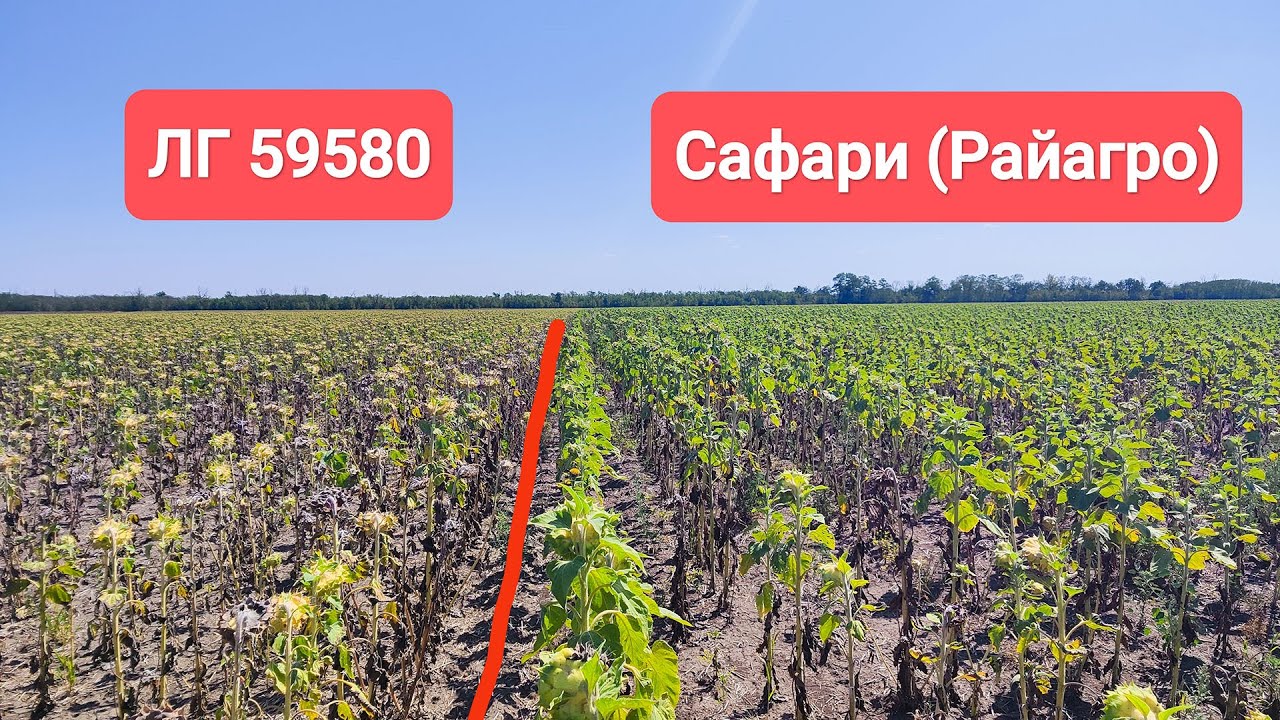 🌻Состояние Подсолнечника LG 59580, LG 5555, Сафари (РайАгро) | 7 августа 2025