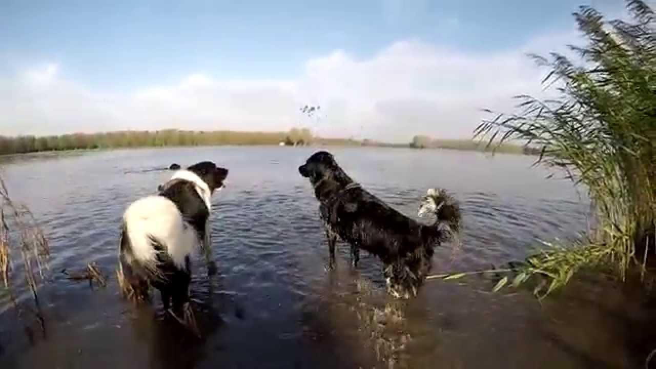 Stabij- & Wetterhoun wandeling Dobbeplas 22 11 2014