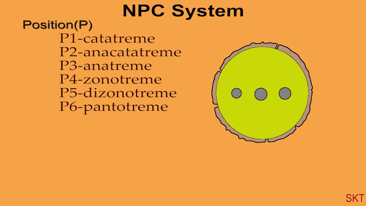 NPC system of Classification | Pollen and spore aperture | Bsc exam purpose