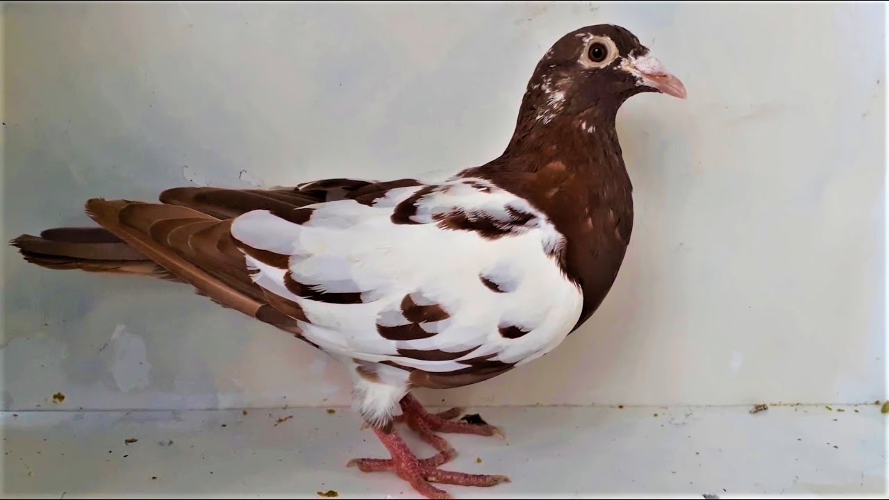MEULEMANS RACING PIGEONS GREECE FARMA PIGEONS -FARMA SKYDRA.GR TIL 6982003778