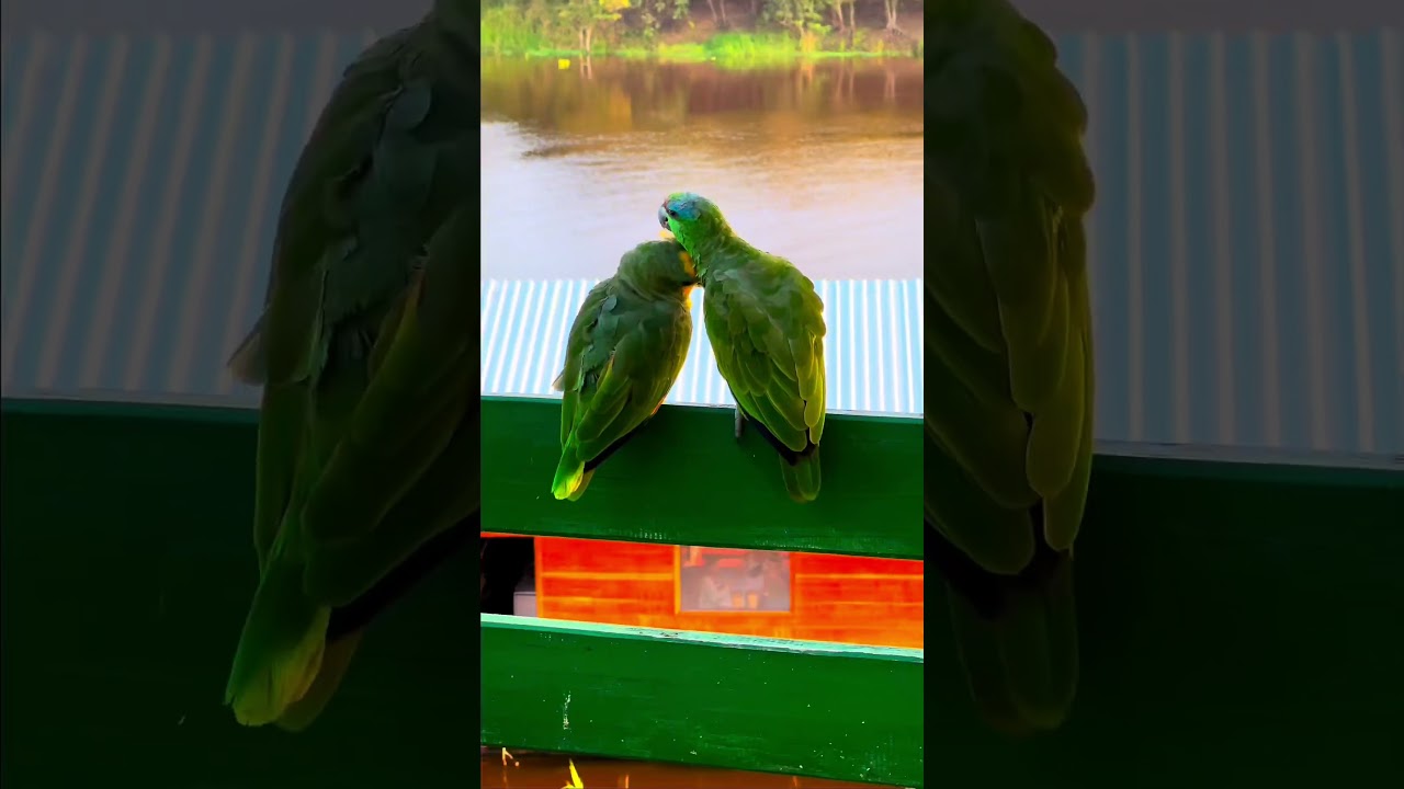 Amazon Rainforest Part 1 🌿 |  #amazon #amazonrainforest #jungle #jungletour #amazing #brazil