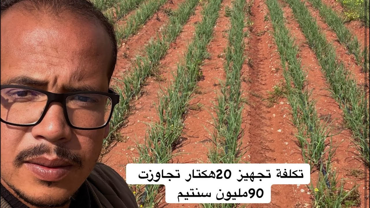 تكلفة تجهيز الهكتار الواحد من البصل 🧅 