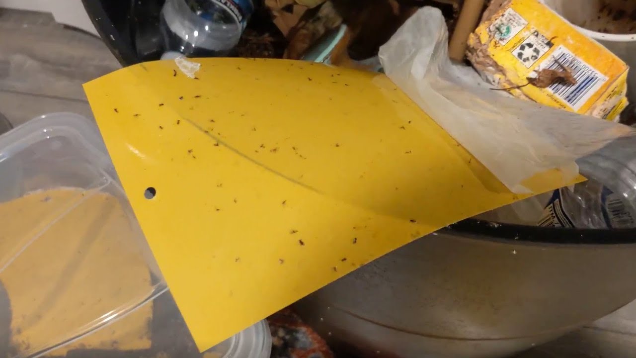 Yellow Sticky Traps Alone WILL NOT Solve Your Fungus Gnat Problem. Here's Why