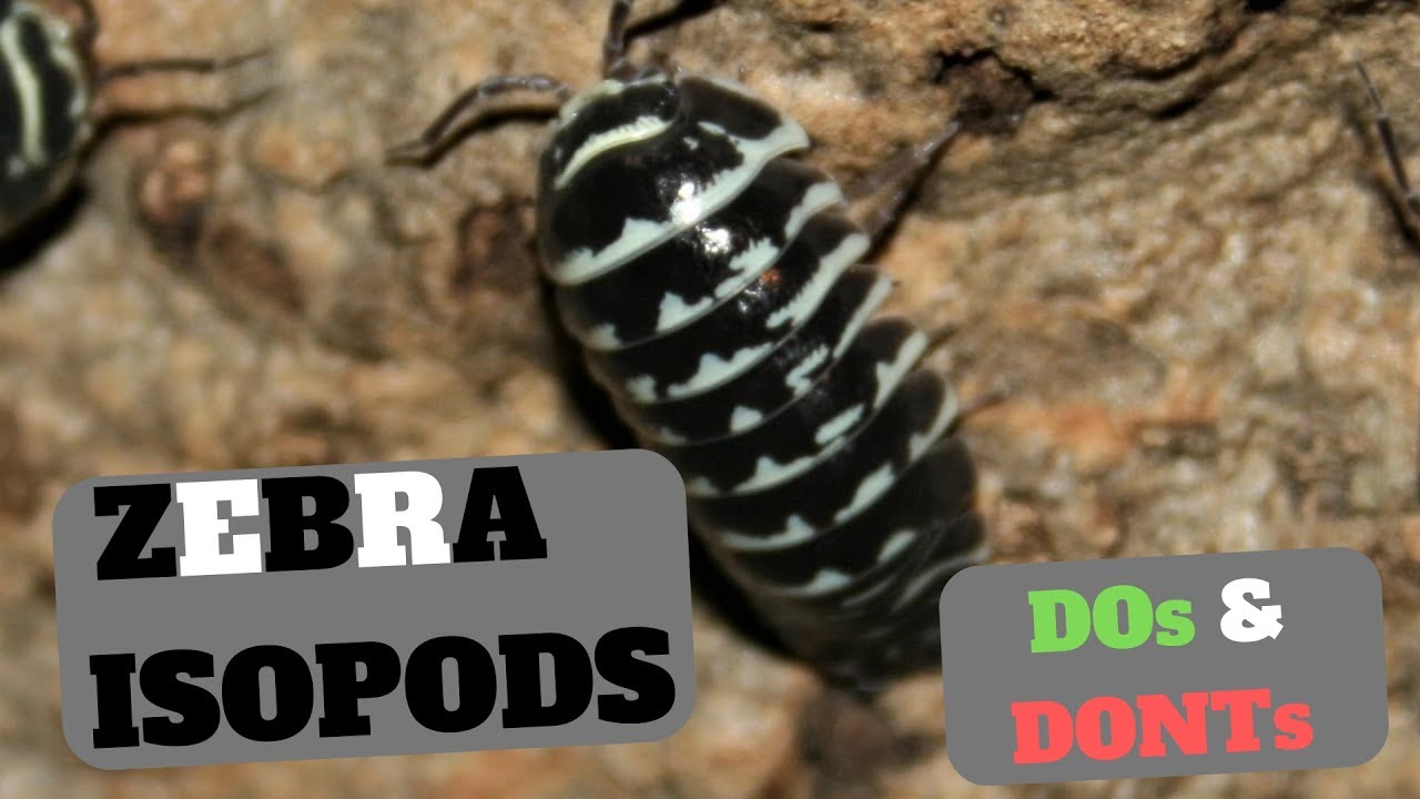 Уход за клещами рода Zebra Isopod - Armadillidium maculatum - Что можно и чего нельзя делать