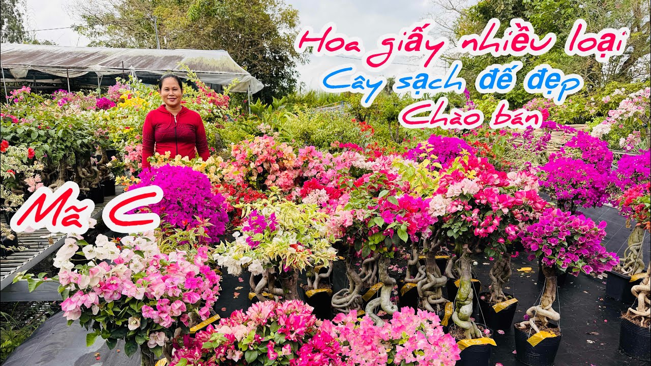 Hoa giấy ghép nhiều màu mẫu cây đẹp đế già sạch..27/02😘📲 0932.882.158.Ái-Vy