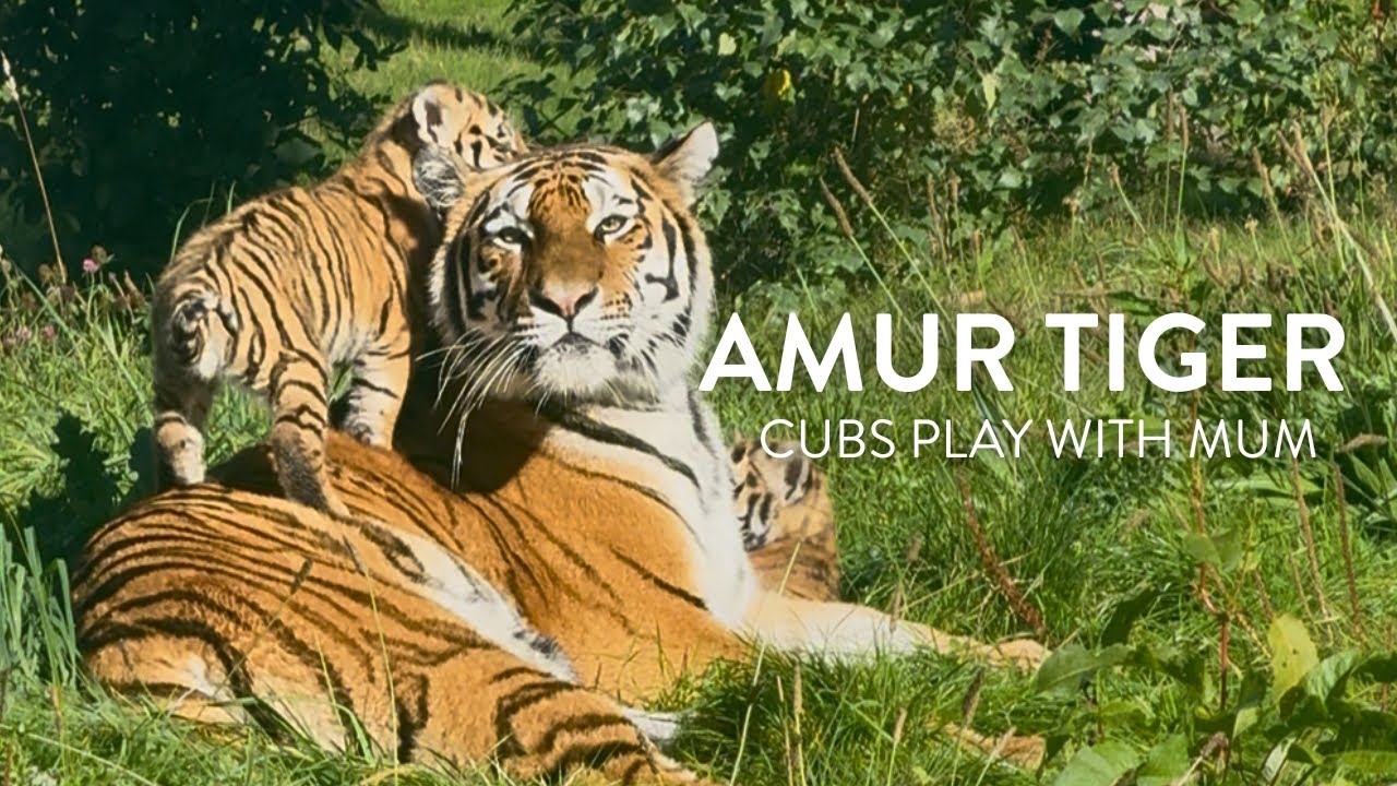 8-week Old Amur Tiger Cubs Playing | Knowsley Safari