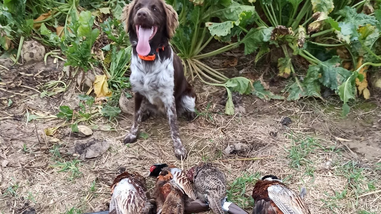 Chien d'arrêt: Szazou 6 mois Petit épagneul de Munsterlander calibre 20