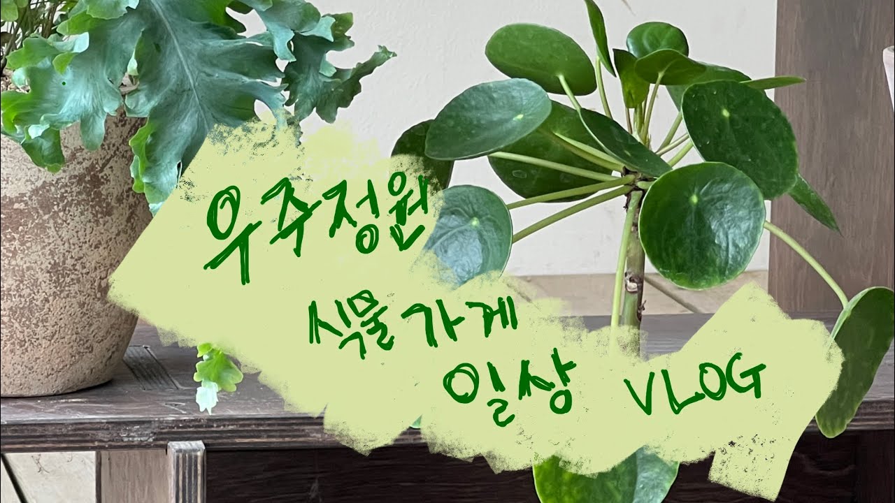 [우주정원]식물가게 일상 브이로그 식물 소개하는 영상