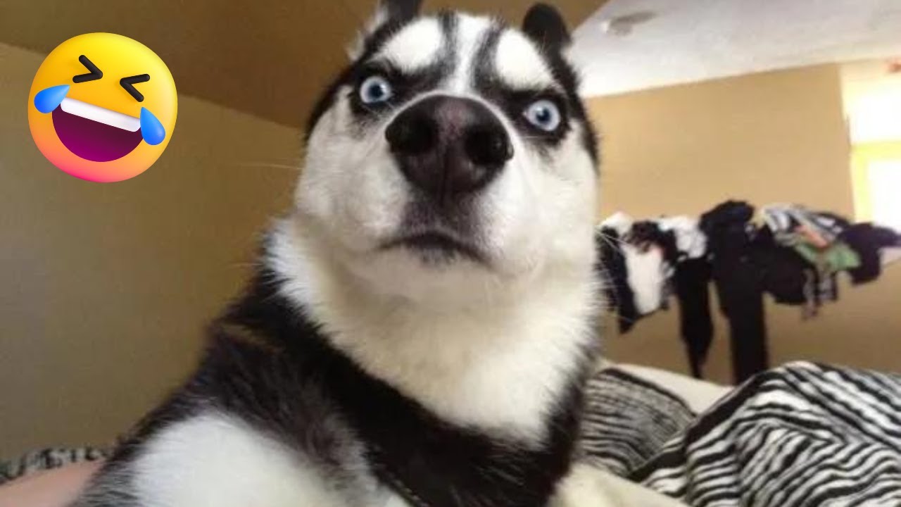 Cachorros e Gatos Engraçados😹🐶 - TENTE NÃO RIR #23 - Animais Engraçados😹🐶