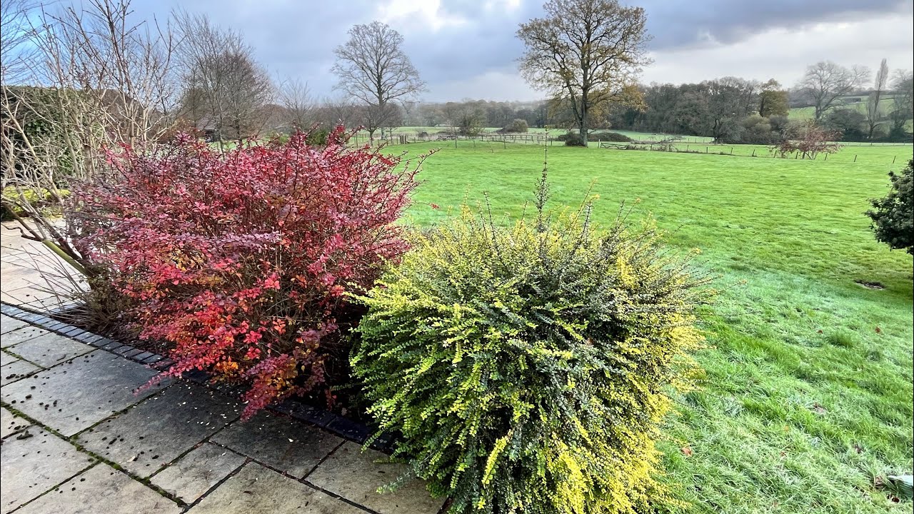 These HEDGES were Starting to Takeover these little Borders 