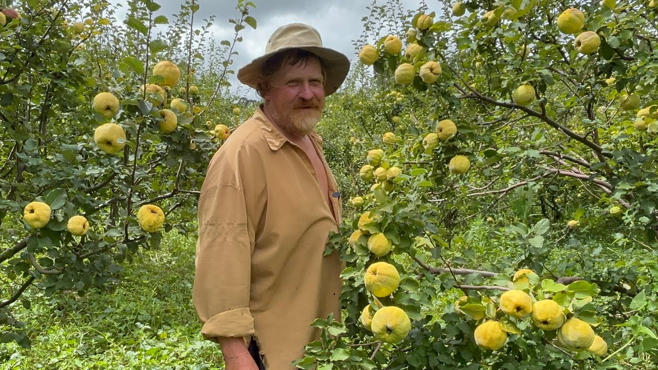 AQUI NESSA ROÇA TEM RESGATE DE FRUTAS ANTIGAS- DITIMAR ERECHIM