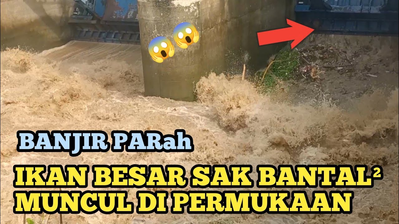 BANJIR PARAH DI PINTU AIR BENDUNG GERAK BANYAK IKAN BESAR BERMUNCULAN DI PERMUKAAN