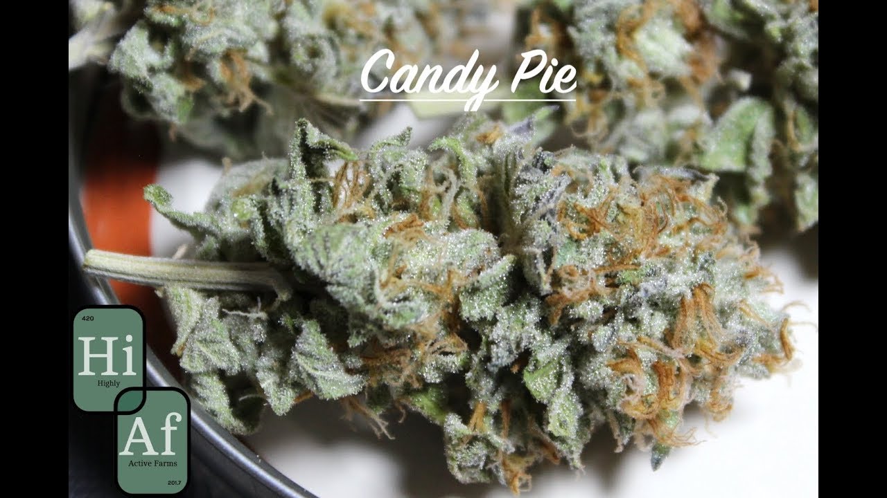 Candy Pie Smoke Test & Strain Review | Organic Living Soil Grown Cannabis