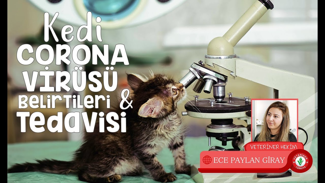 Kedi Corona Virüs ve Fip Belirtileri, Tedavisi - Veteriner Hekim Ece Paylan Giray