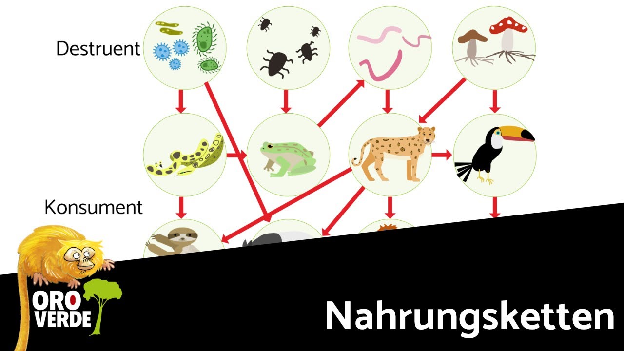 Nahrungsketten