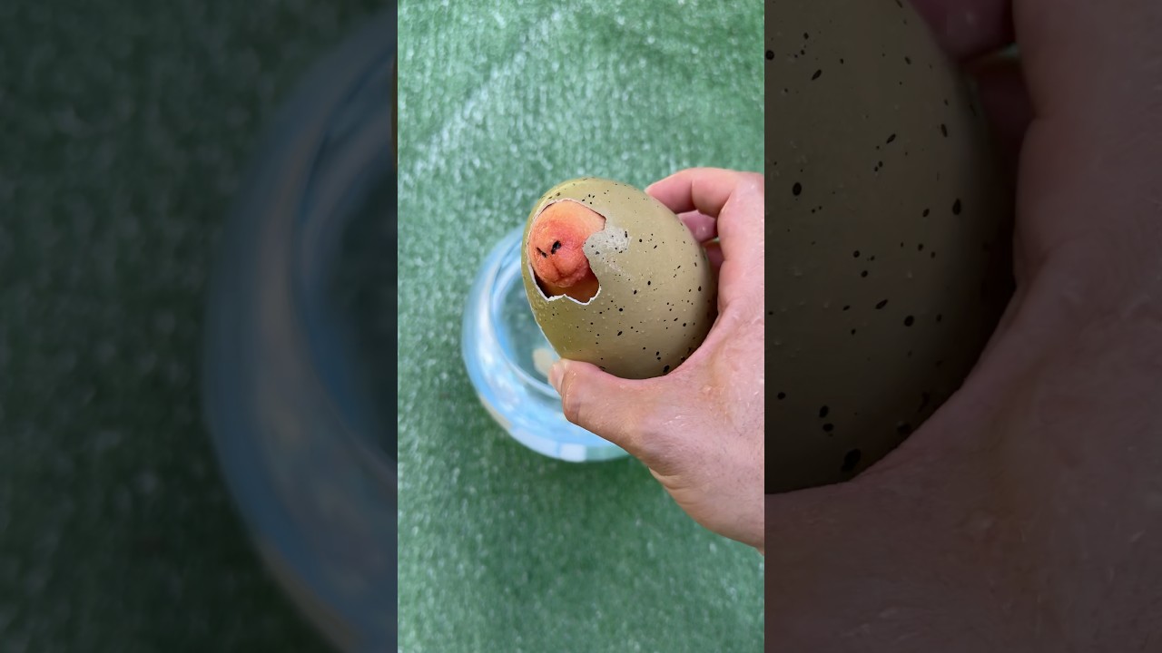 Hatching a Capybara!