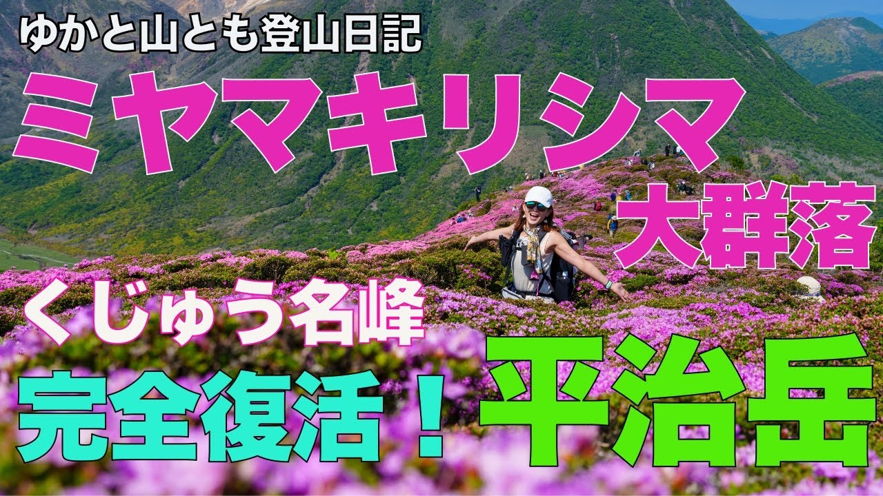 【ミヤマキリシマ大群落】名峰 くじゅう平治岳 完全復活！