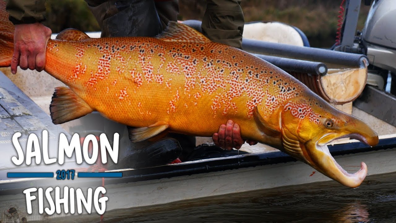 Stor hanlaks 122cm - ELFISKERI SKJERN Å | Salmon • Lachs • Lax