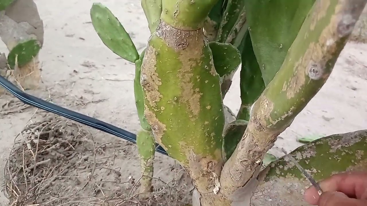plaga de el nopal que no conosias