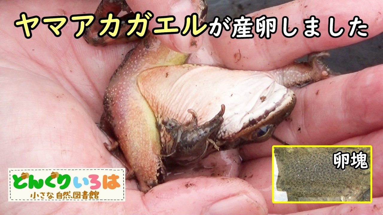 庭のヤマアカガエル、産卵♪【田舎暮らし】長野県東筑摩郡生坂村