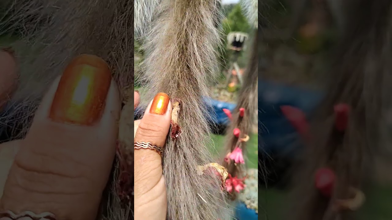 rabos de macaco no tempo e maravilhosos 🤩 com flora&ccedil;&atilde;o