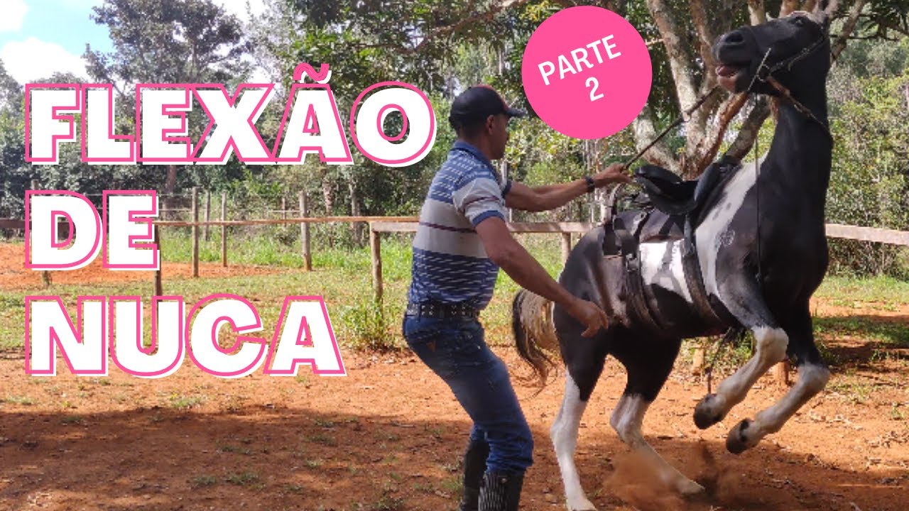 FLEXÃO DE NUCA. SEGUNDO EXERCÍCIO DE RÉDEA DA ÉGUA ABENÇOADA.