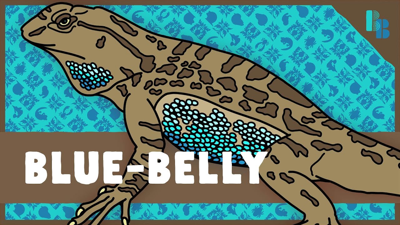 This Lizard Cures Lyme Disease (in Ticks)