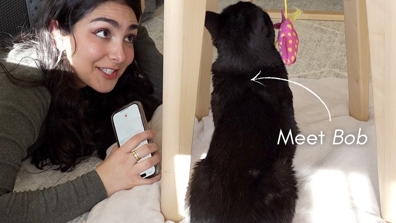 Fostering a Senior Cat for ONE MONTH 🐾 | VLOG