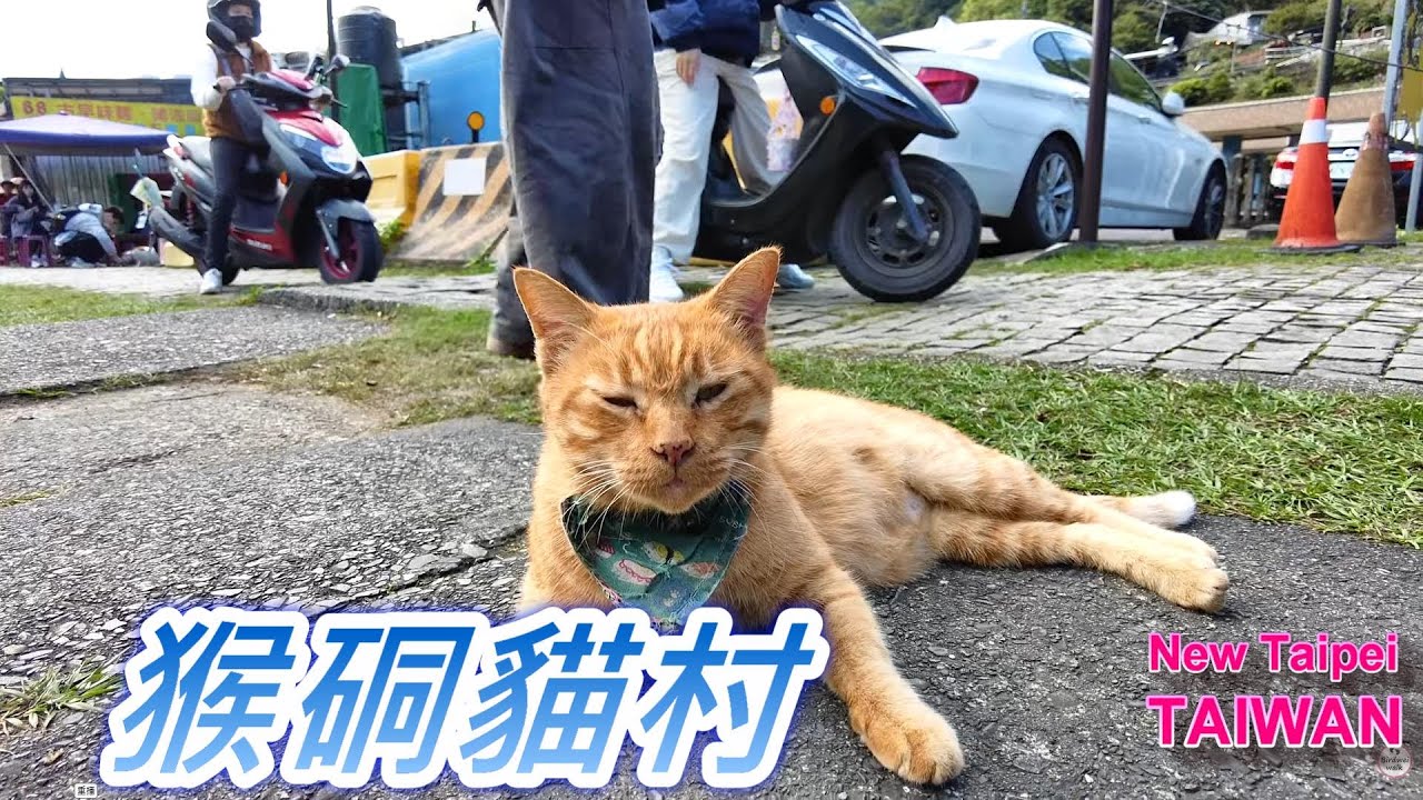 侯硐貓村｜可愛貓咪自在行走｜Houtong Cat Village Walk Vlog 🐾📸✨ #侯硐貓村 #新北旅遊 #貓咪天堂