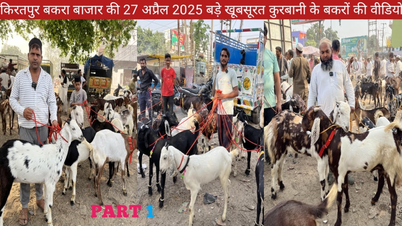 किरतपुर बकरा बाजार की 27 अप्रैल 2025 की वीडियो || कुरबानी के अजमेरी तोतापारी गूजरी शिरोही बड़े बकरे