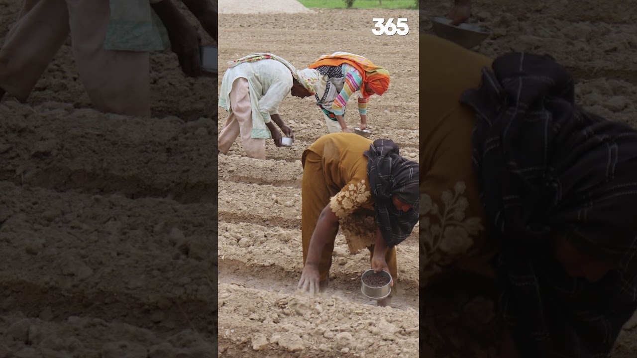 Sindh Govt Approves Rs 50 Crore Fund | Financial Support For Women Agriculture Workers | 365 News