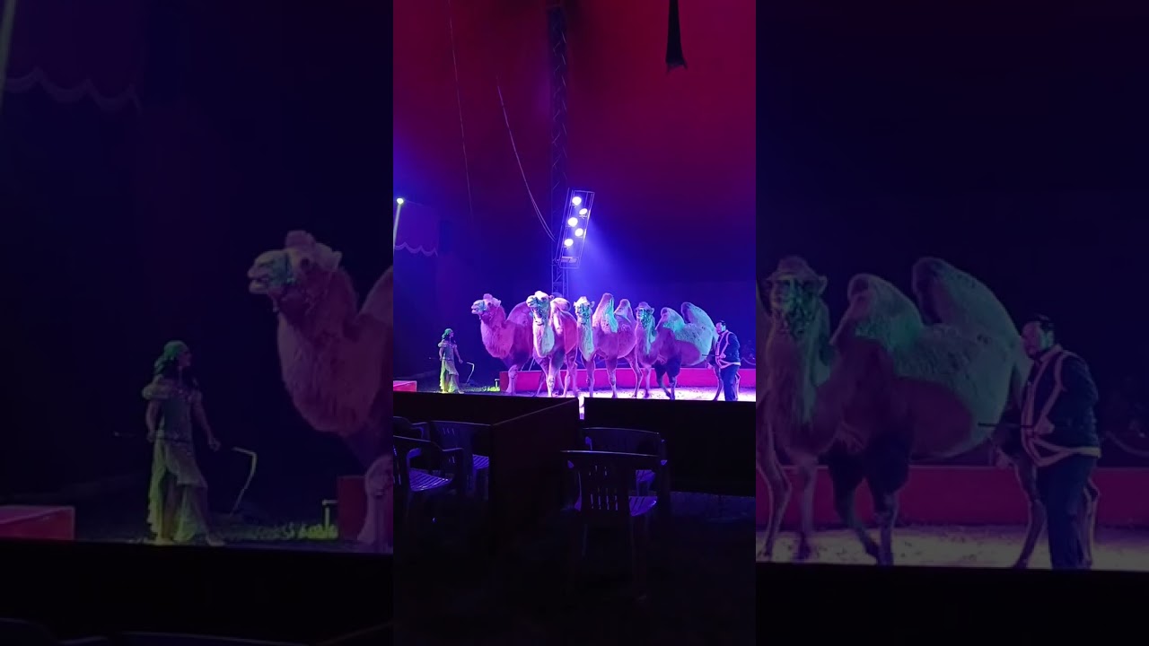 CIRCO ARMANDO ORFEI. 🎪