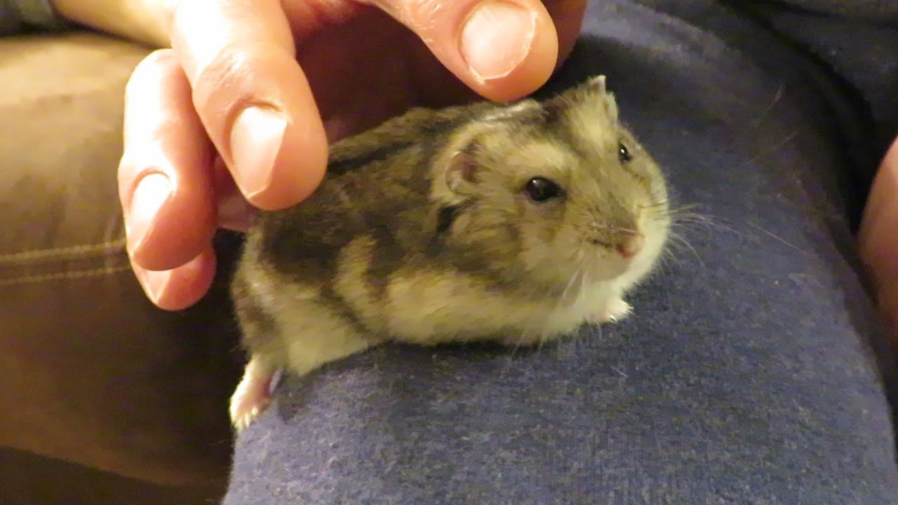 The Incredible Hamster Relaxing