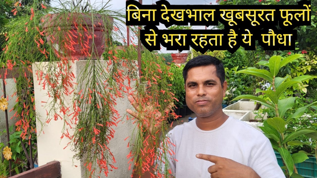 Russelia Flower plant| Fountainbush | Firecracker plant || Coral plant | Coral fountain | coralblow
