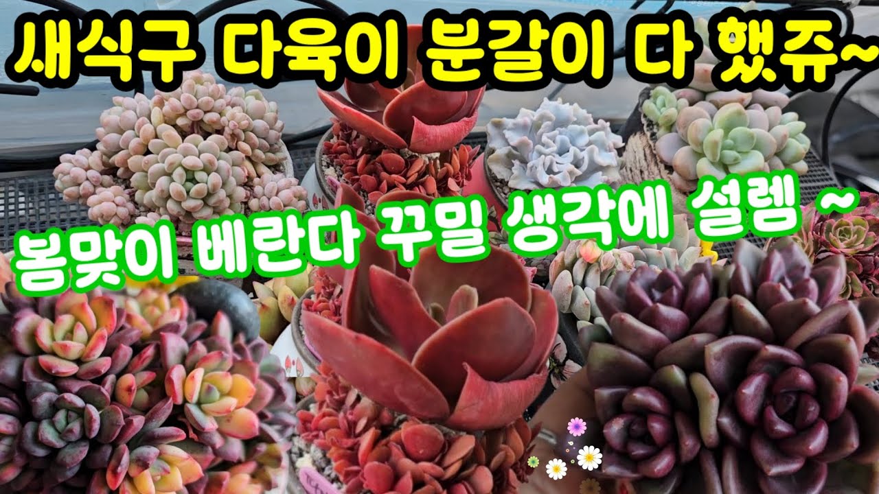 베란다 다육이 키우기 끝없는 국민다육이 분갈이 끝 ☘️봄맞이 꾸미기에 또 데려와아죵~~ㅋㅋ 😆