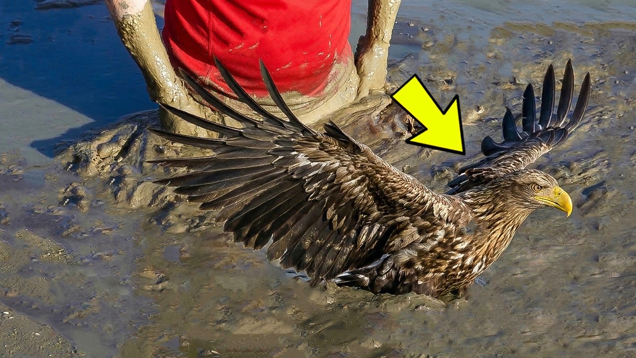 Man Rescued A Dying Trapped Eagle From The Mud — What Happened Next Is Incredible