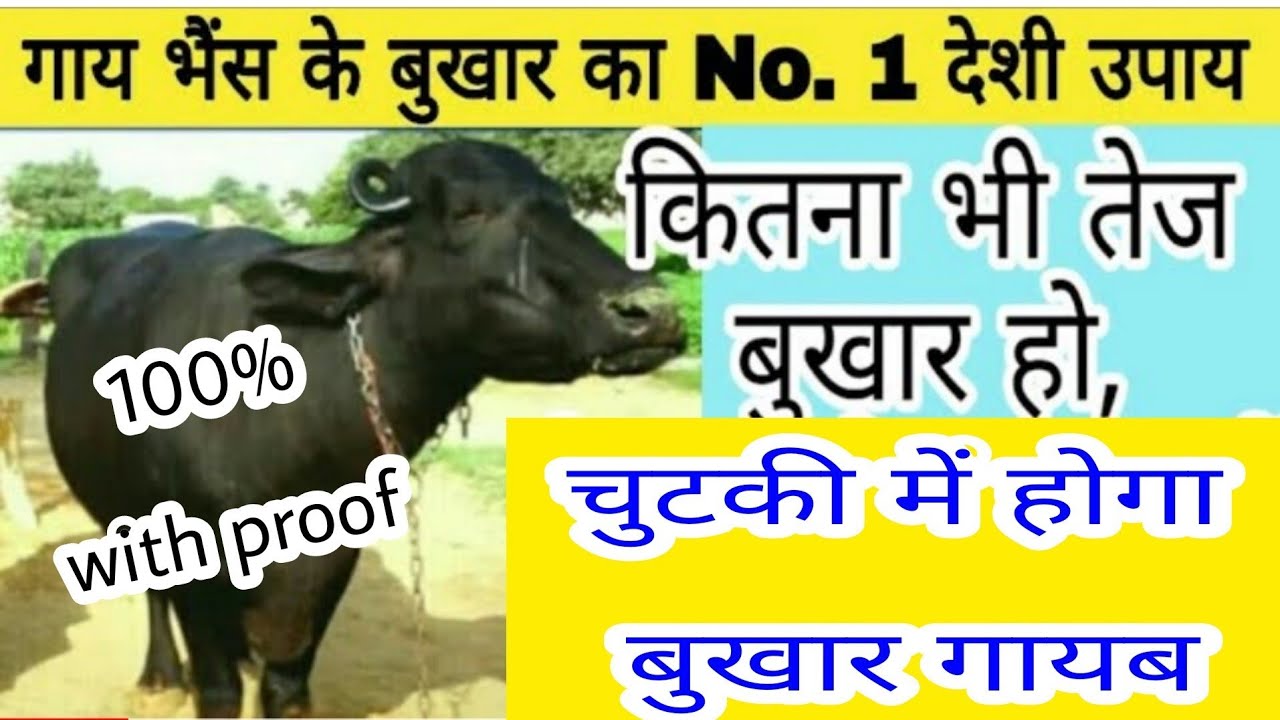 👍गाय भैंस को बुखार, बार बार #बुखार हो जाता है, लंबे समय तक बुखार आता है, तो ये वीडियो जरूर देखें👍