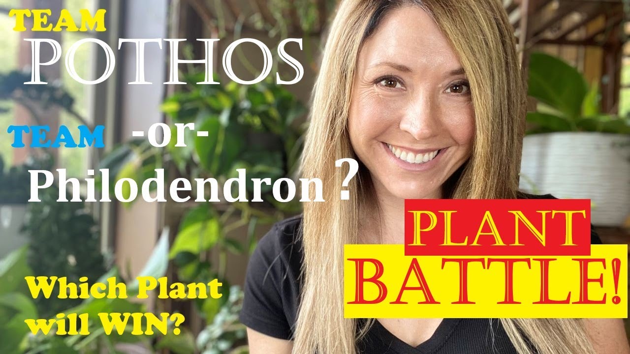 Plant Battle! | Pothos versus Philodendron