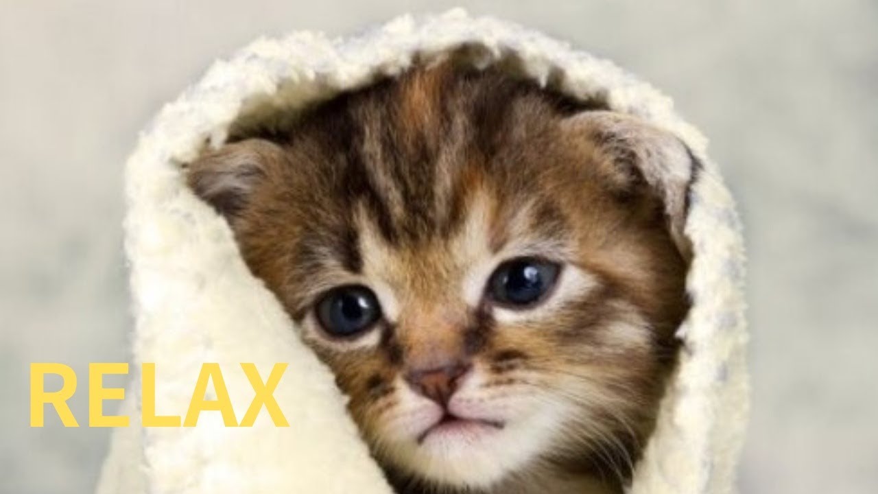 Healing Music for Stress Reliefc 