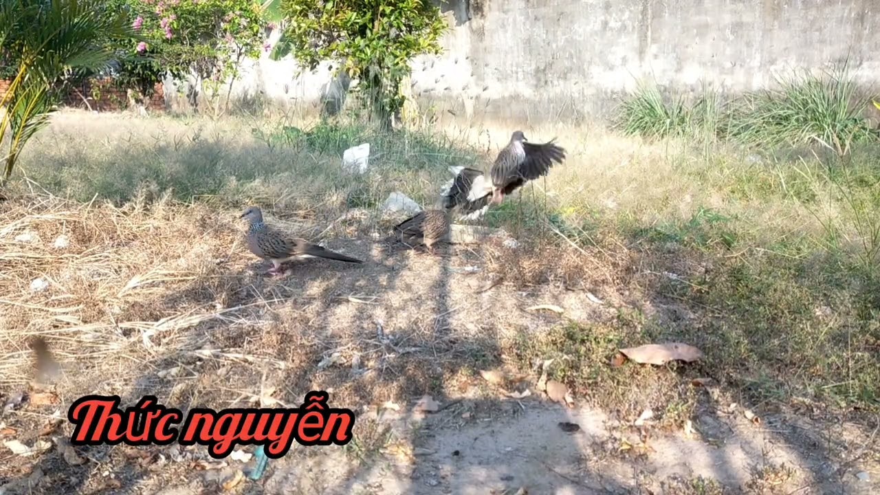 Chim tơ lần đầu chạm bổi ae cần kết nối