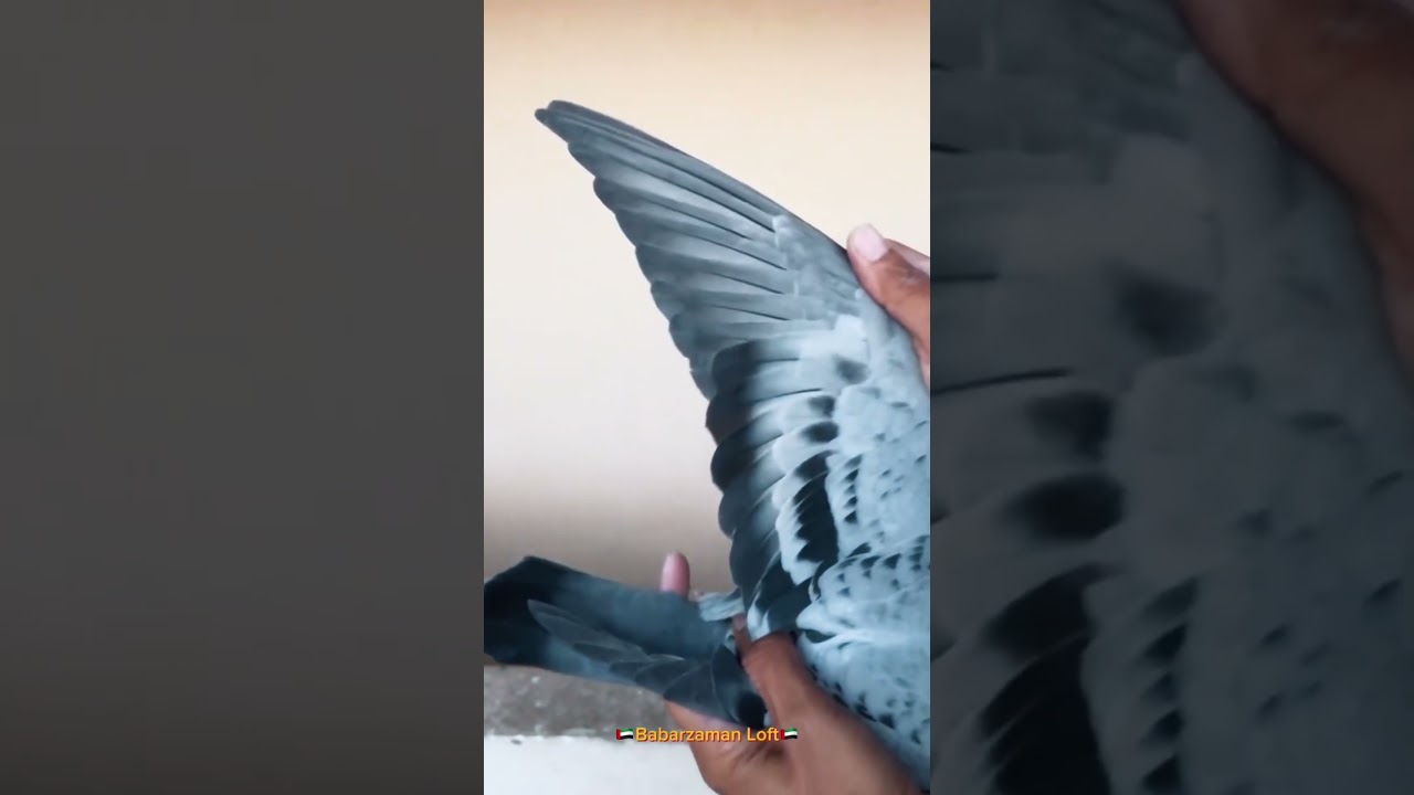 Pure janssen female ❤️🇦🇪🔥 #pigeon #pigeonsloversofallkinds #birds #pakpigeons #pigeongallery #k