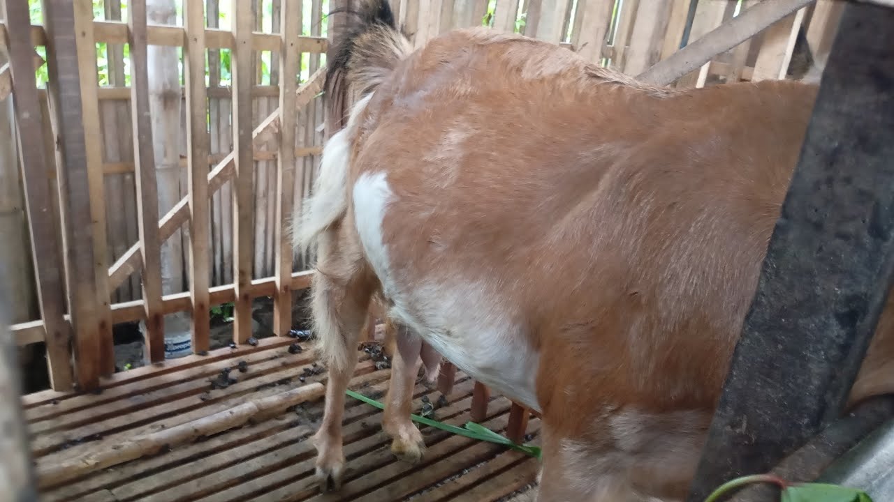 KEDIRI DARURAT PAKAN