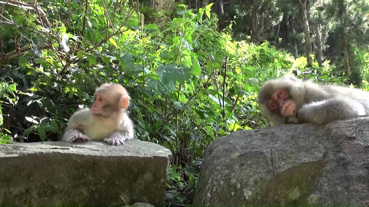 地獄谷野猿公苑20150809