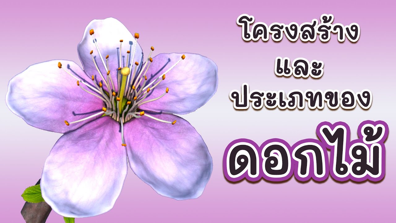 โครงสร้างและประเภทของดอกไม้