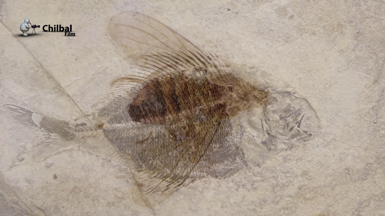 Fur og Fossilerne