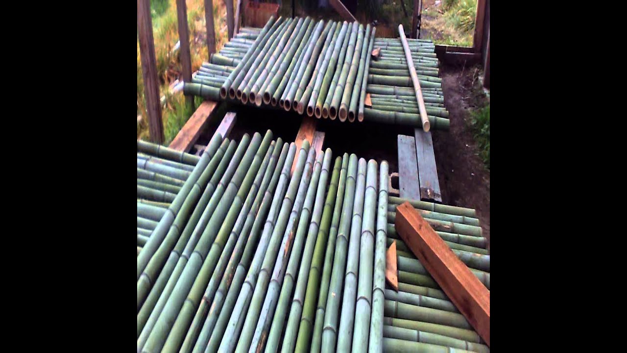 American Giant Bamboo Poles
