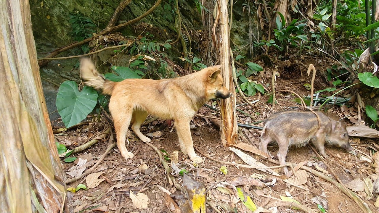 Little Wild Boar Trapped, Building Life, Episode 77