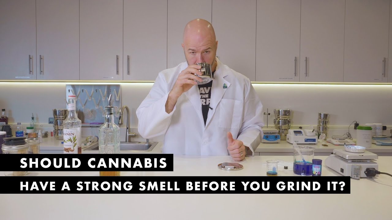 Should Cannabis Have a Strong Smell Before You Grind It? | The Science Behind Saving Terpenes